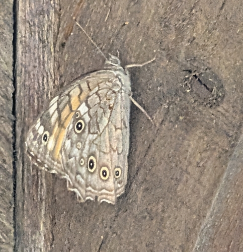 Lattice brown