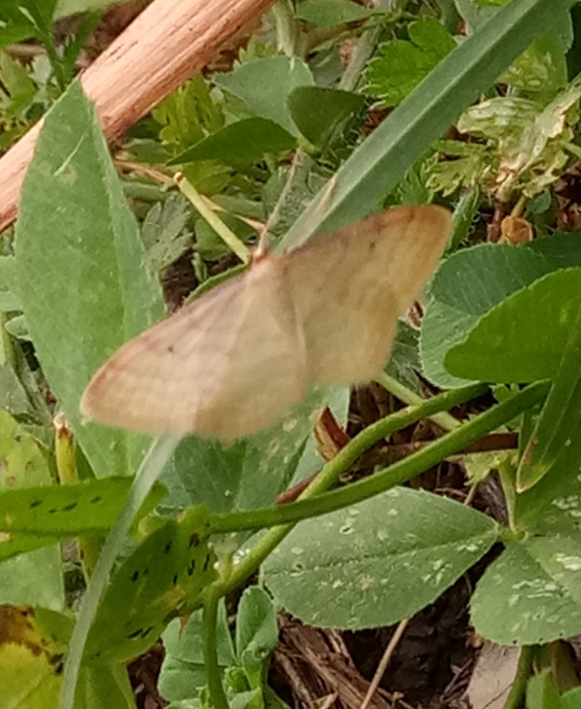 Idaea bigladiata