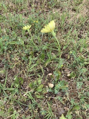 Pyrrhopappus grandiflorus