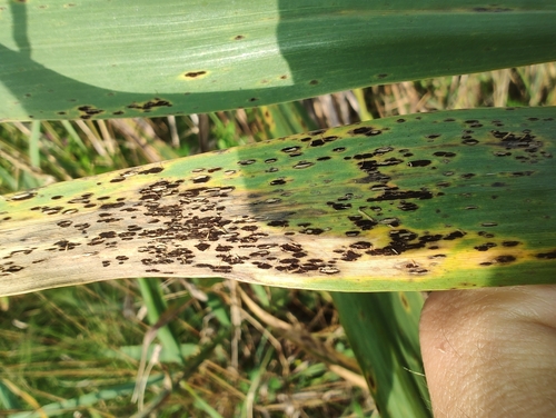 Puccinia phragmitis observed 2026-08-30