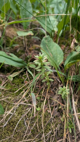 Rhodiola rhodantha, photograph 2