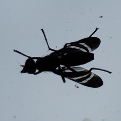 Tritoxa incurva