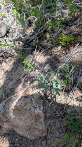 Eurybia glauca, photograph 1