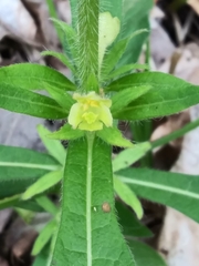Triosteum angustifolium