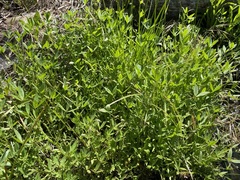 Trifolium willdenovii