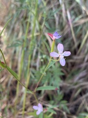 Clarkia epilobioides