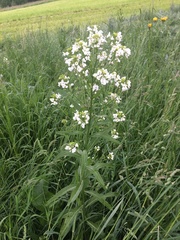 Armoracia rusticana