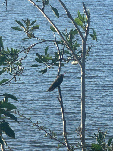 Gilded Hummingbird