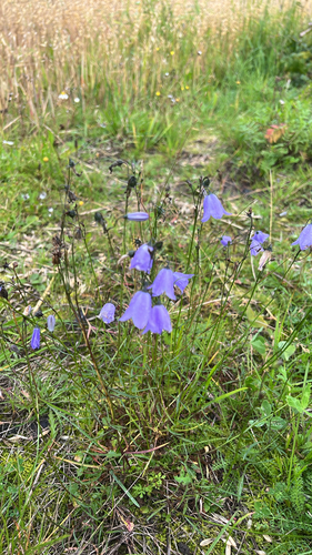 Common Harebell