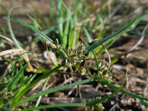 Brown Flatsedge