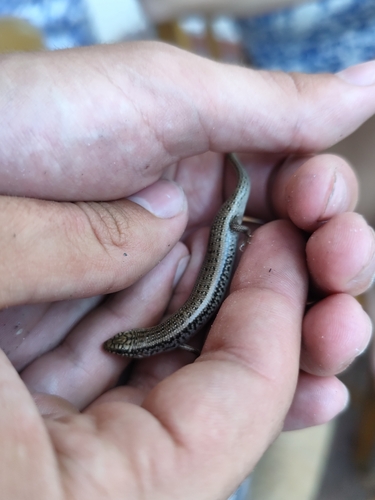 Ocellated Bronze Skink