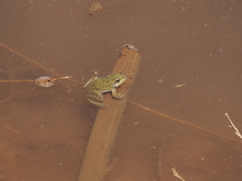Sahara Frog