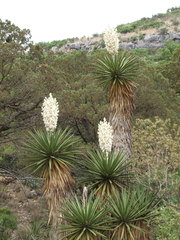 Yucca faxoniana