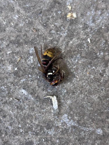 European Hornet