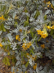 Senna artemisioides helmsii