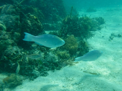Blue Parrotfish