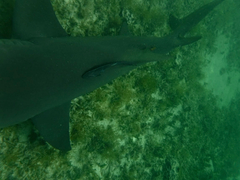 Sharksucker