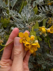 Senna artemisioides helmsii