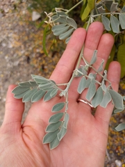 Senna artemisioides helmsii