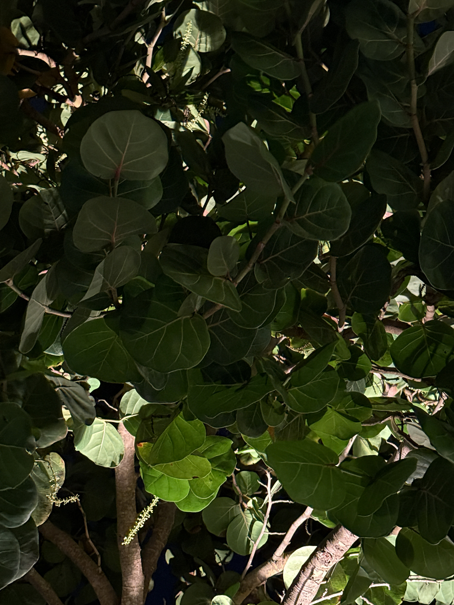 Coccoloba uvifera — ảnh 2