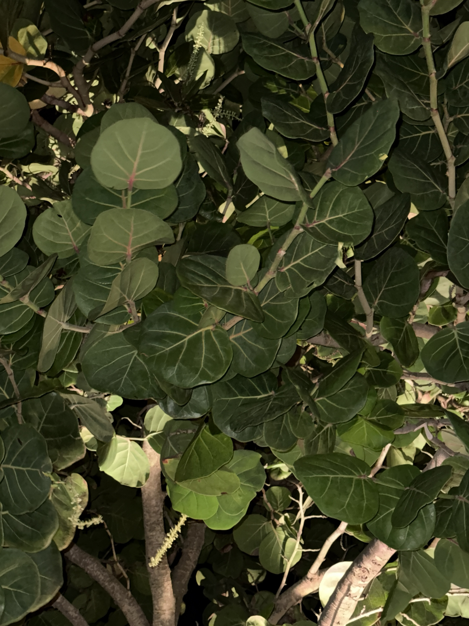 Coccoloba uvifera — ảnh 3