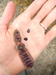 Senna artemisioides helmsii