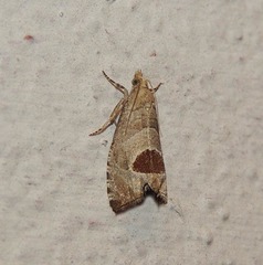 Notocelia uddmanniana