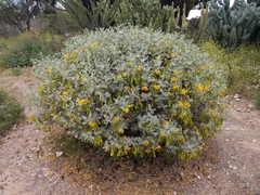 Senna artemisioides helmsii