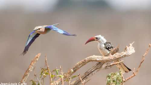 Lilac-breasted Roller