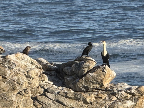 iNaturalist image
