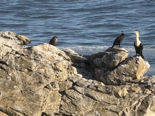 iNaturalist image