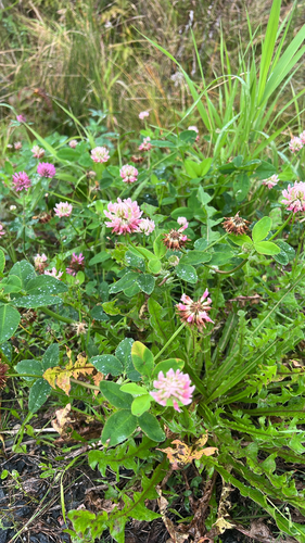 Alsike clover