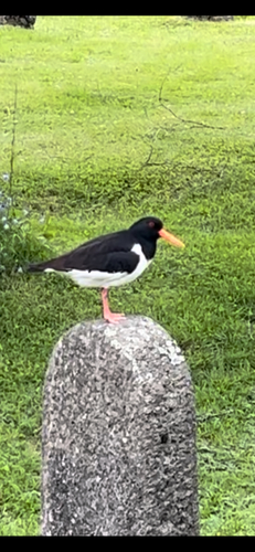 Eurasian Oystercatcher