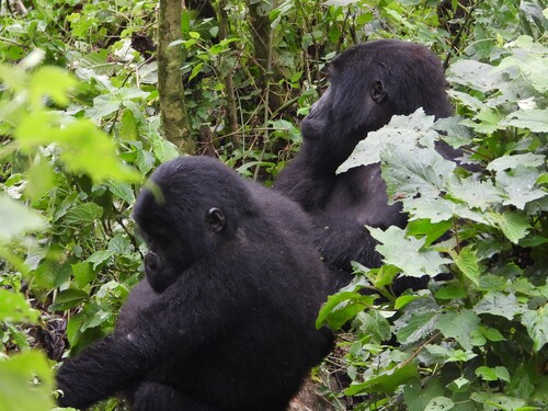 Mountain Gorilla