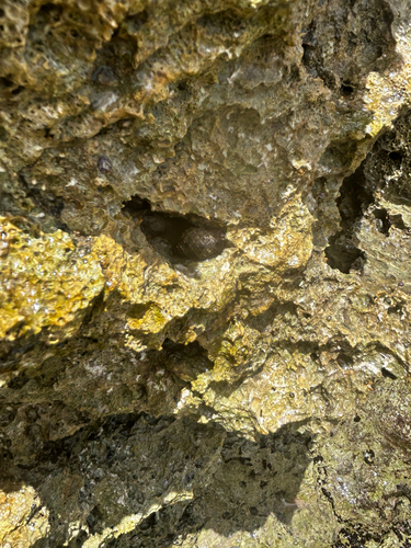 Neothais harpa observed 2026-08-02