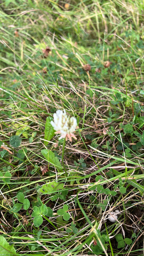 white clover