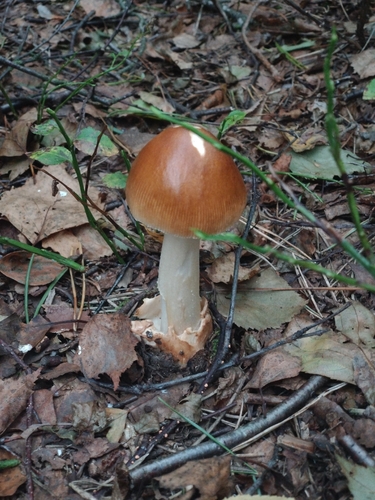 Tawny Grisette