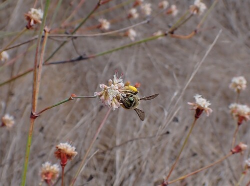 iNaturalist observation photo of Melissodes