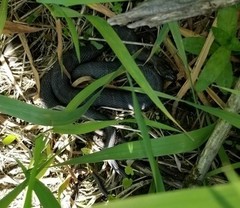 Nerodia sipedon