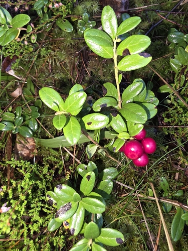 Lingonberry