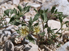 Chamaesaracha pallida
