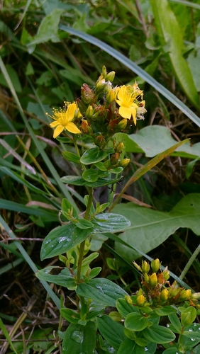 Hypericum tetrapterum, photograph 5
