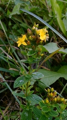Hypericum tetrapterum, photograph author not stated, no rights reserved