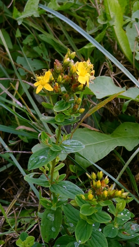 Hypericum tetrapterum, photograph 4