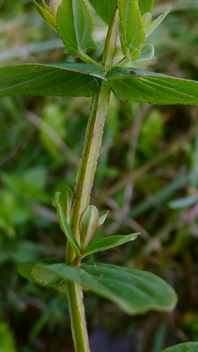 Hypericum tetrapterum, photograph 6