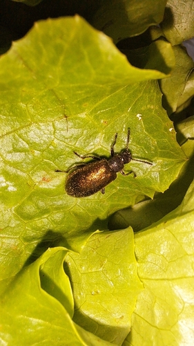 Hairy Darkling Beetle