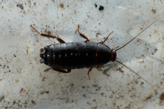 Loboptera canariensis