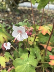 Geranium macrorrhizum
