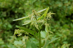 Byttneria filipes