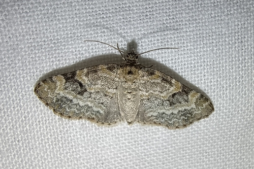 Small Seraphim, Drenthe, NL, photo 2 of 10